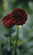 noble dark red flowers and leaves reversed